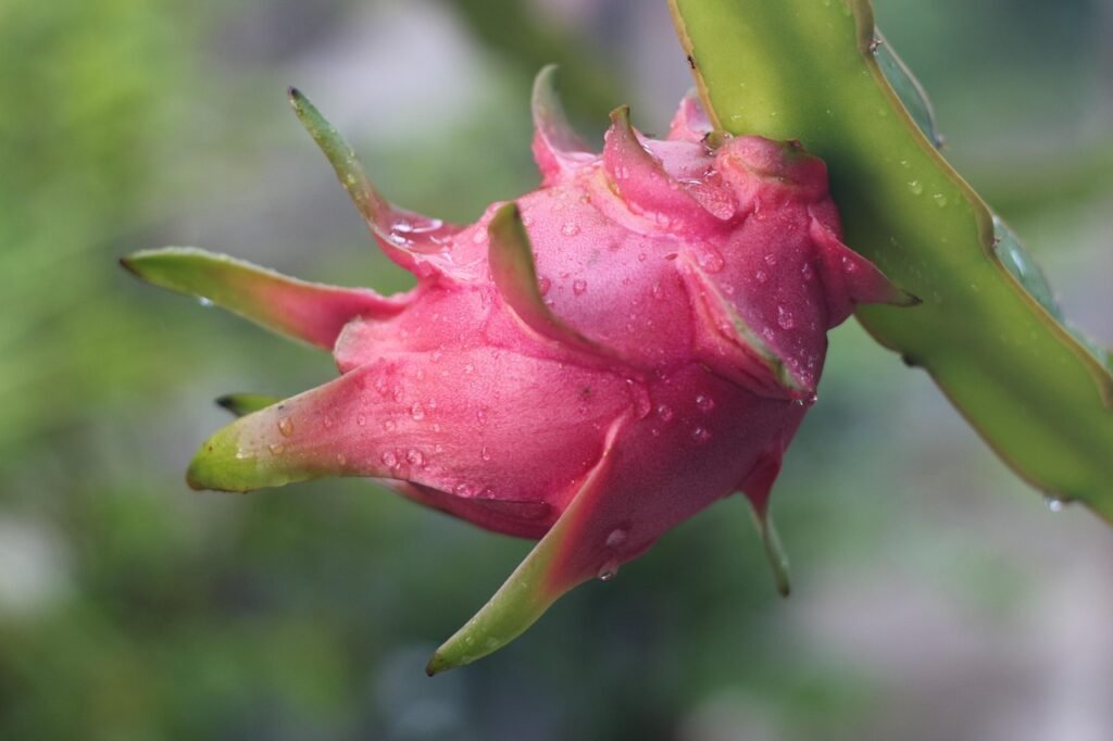 Top 7 Health Benefits of Dragon-Fruit